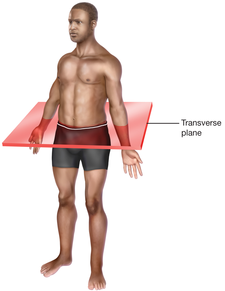 Transverse Human Tizra Reader