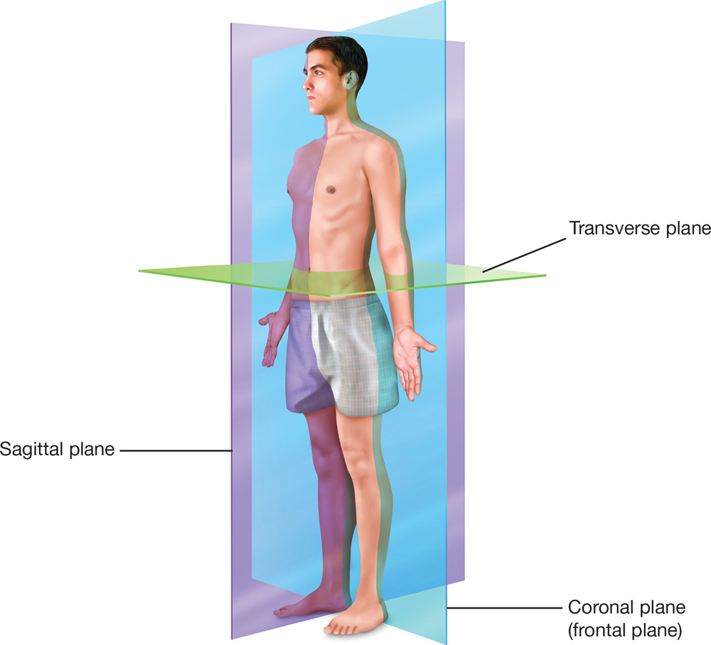 Halves Body Part Tizra Reader
