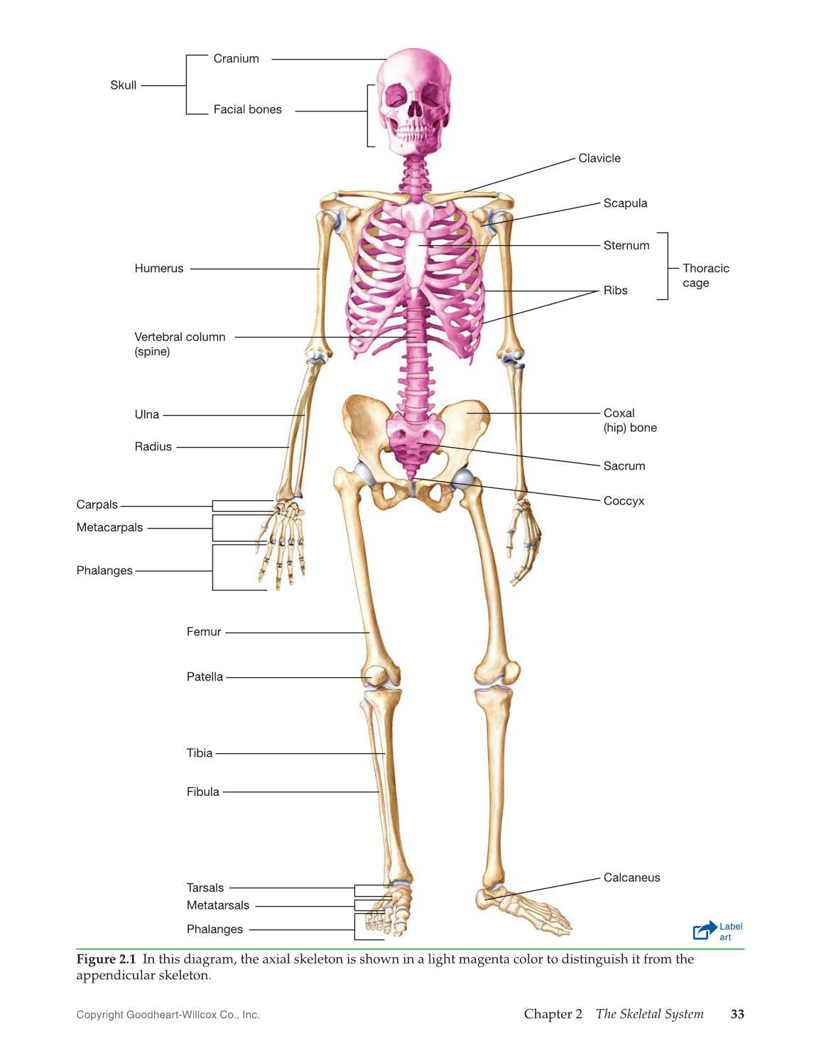 Introduction to Medical Terminology, 1st Edition page 33