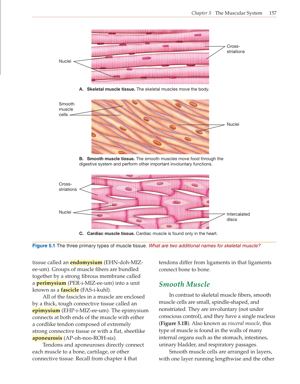 Introduction to Anatomy and Physiology, Online Student Edition page 157