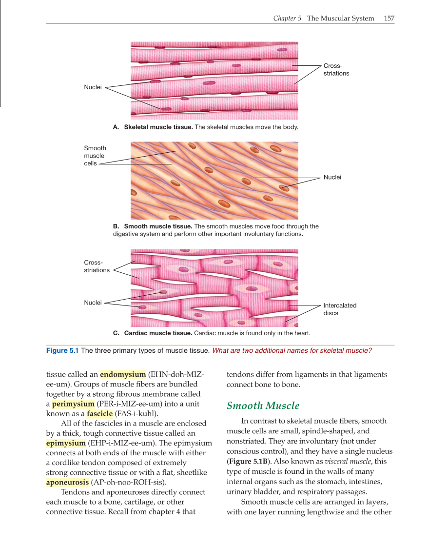 Introduction to Anatomy and Physiology, Online Student Edition page 157