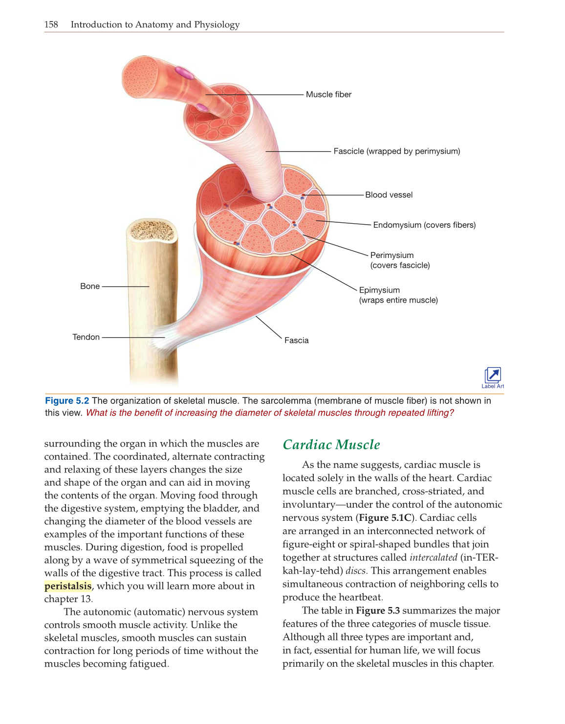 Introduction to Anatomy and Physiology, Online Student Edition page 158