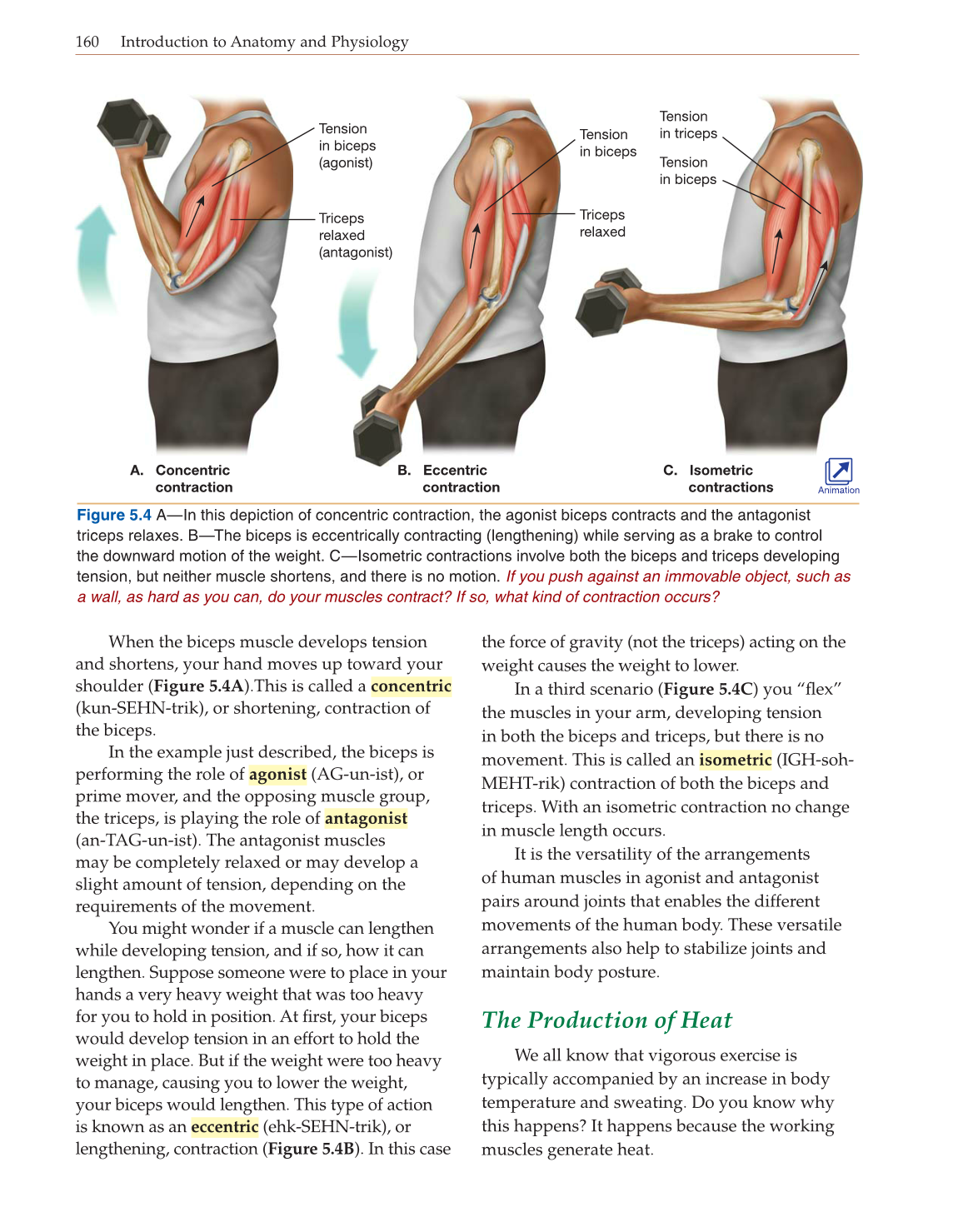 Introduction to Anatomy and Physiology, Online Student Edition page 160