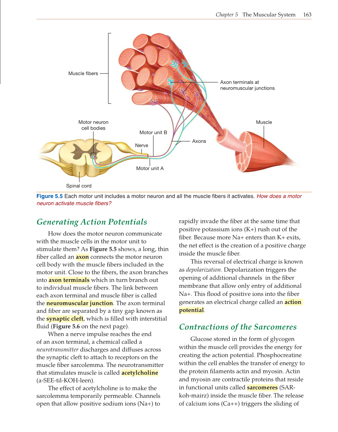 Introduction to Anatomy and Physiology, Online Student Edition page 163