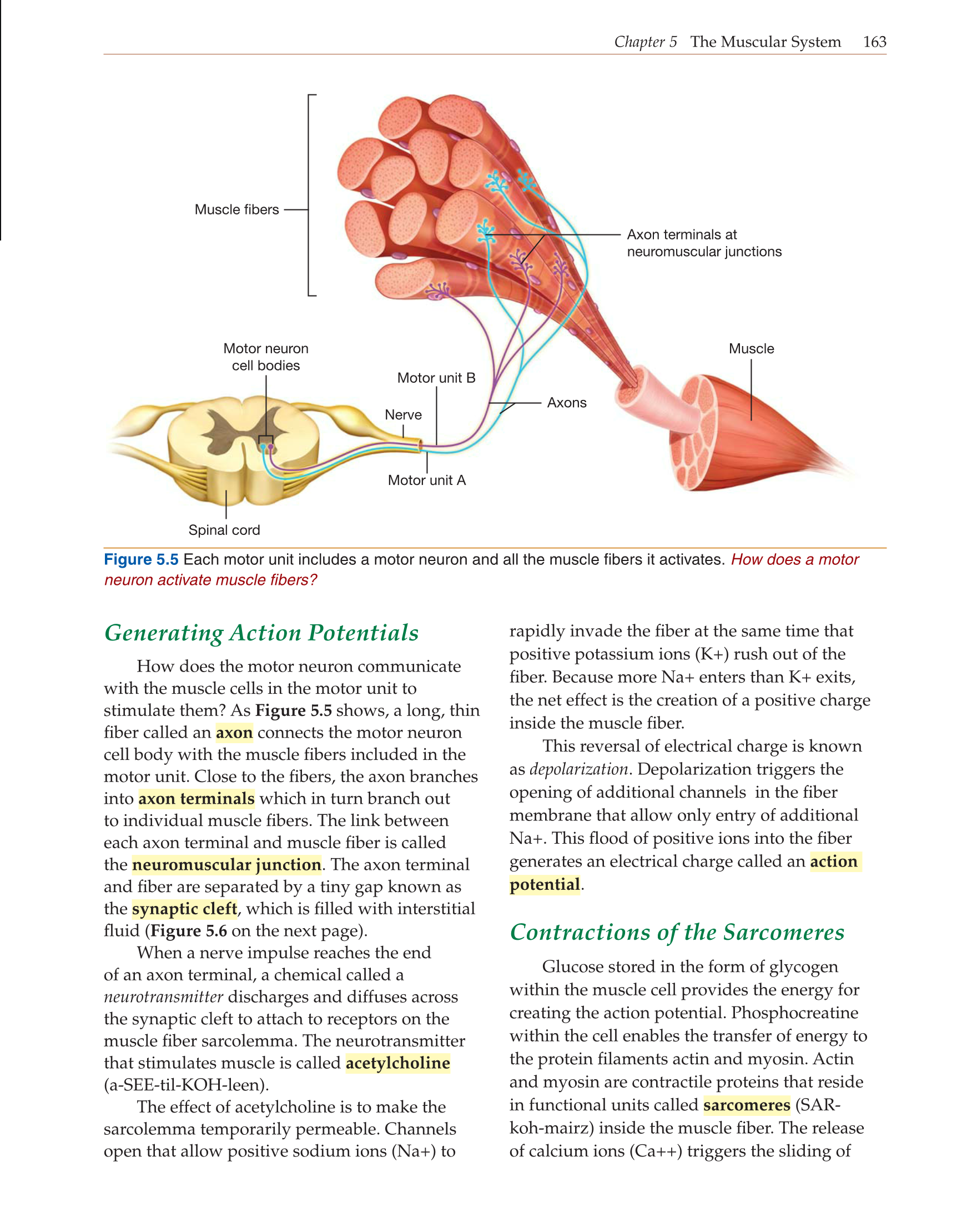 Introduction to Anatomy and Physiology, Online Student Edition page 163