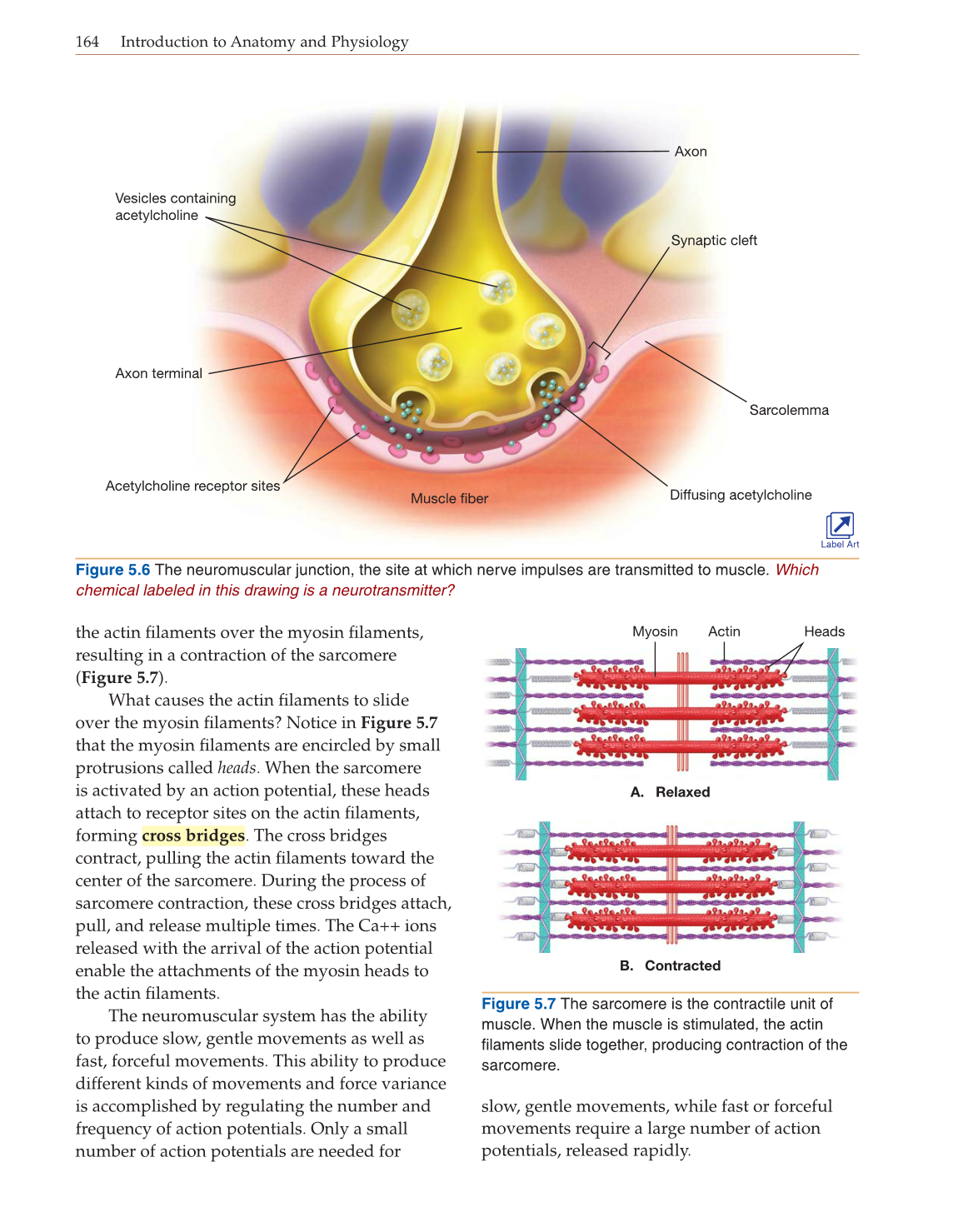Introduction to Anatomy and Physiology, Online Student Edition page 164