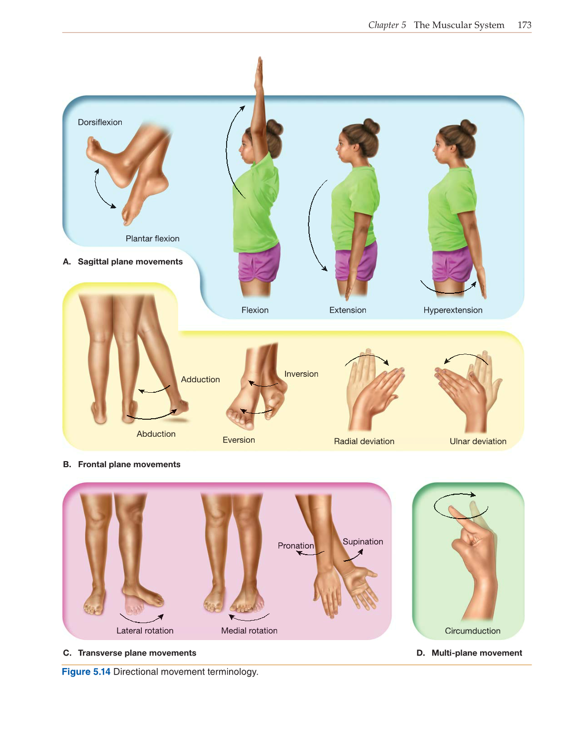 Introduction to Anatomy and Physiology, Online Student Edition page 173