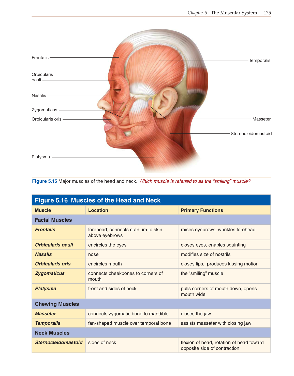 Introduction to Anatomy and Physiology, Online Student Edition page 175