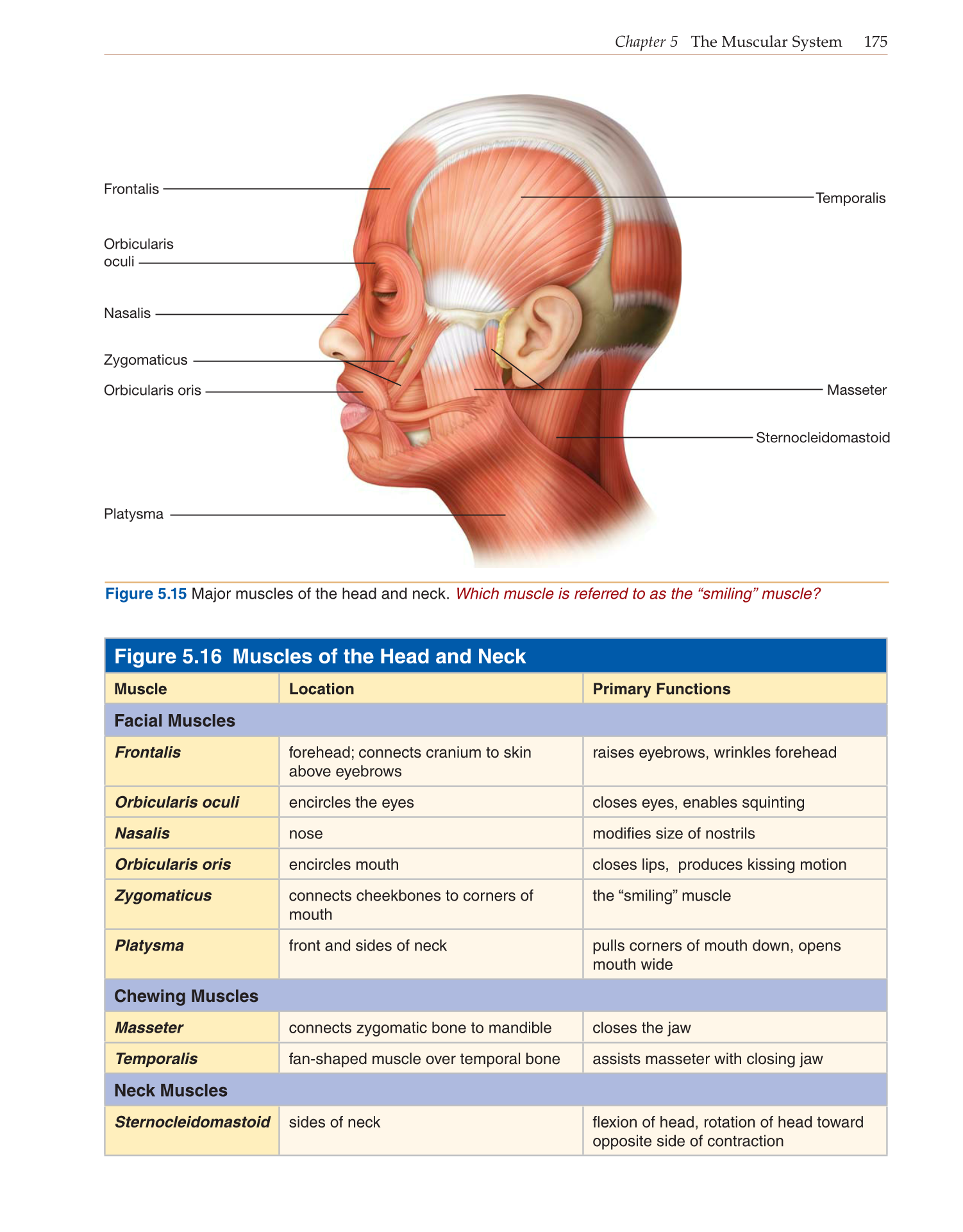 Introduction to Anatomy and Physiology, Online Student Edition page 175