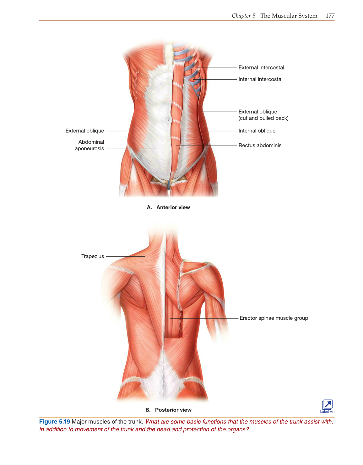 Introduction to Anatomy and Physiology, Online Student Edition page 177