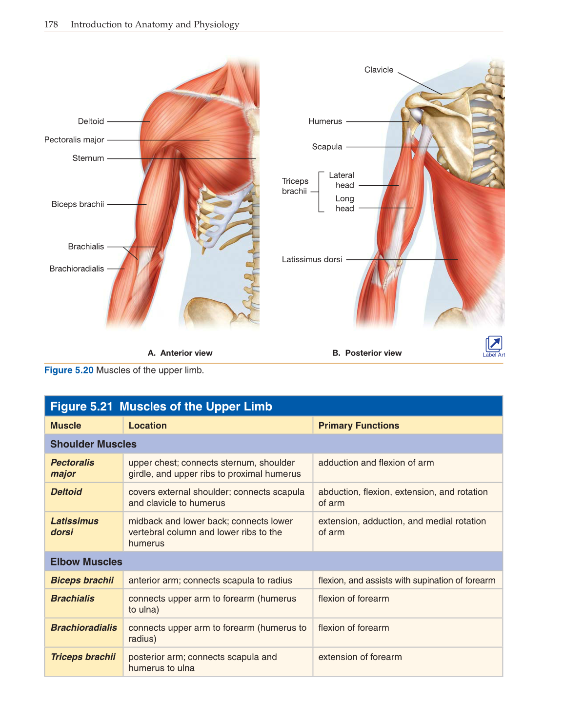 Introduction to Anatomy and Physiology, Online Student Edition page 178