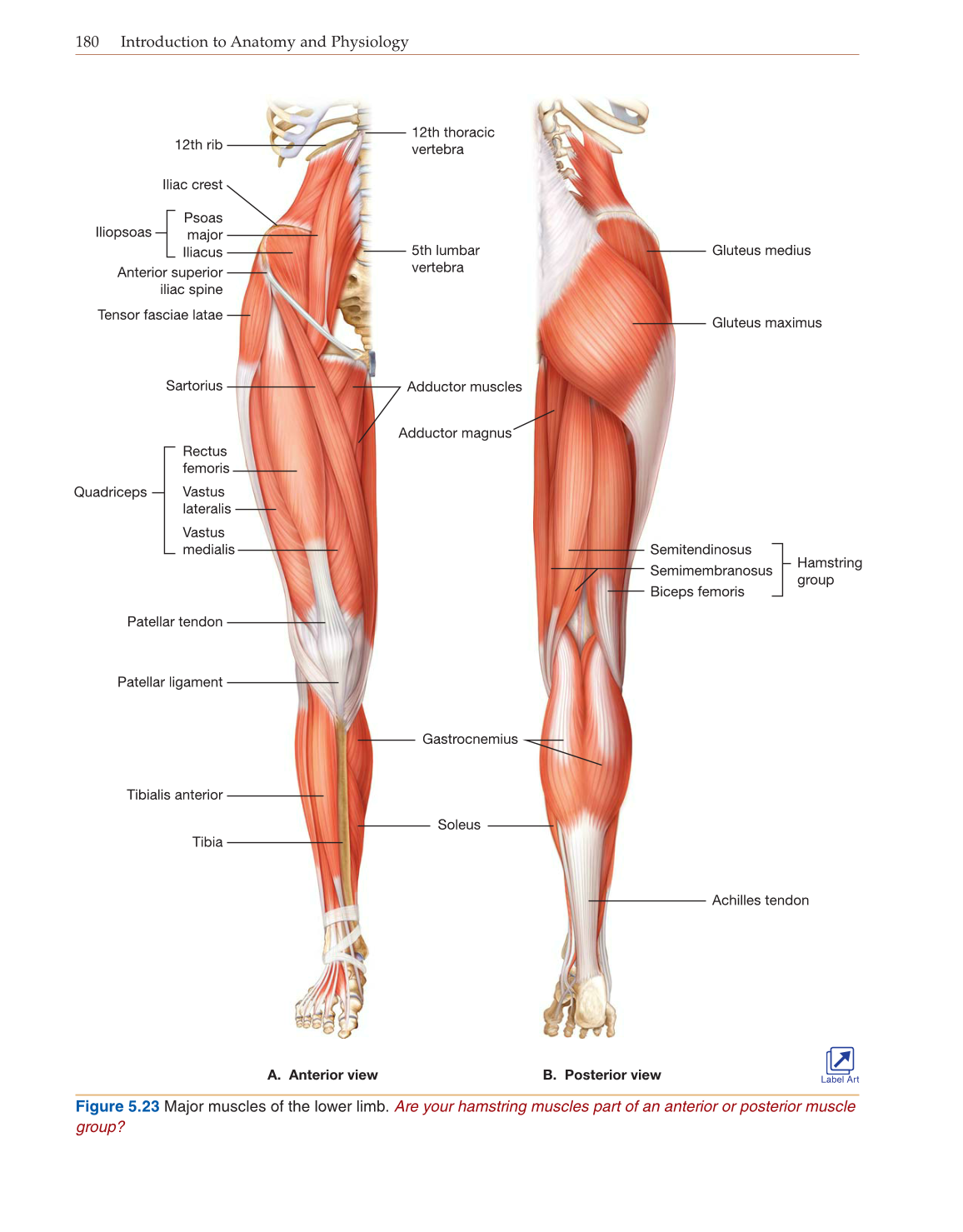 Introduction to Anatomy and Physiology, Online Student Edition page 180