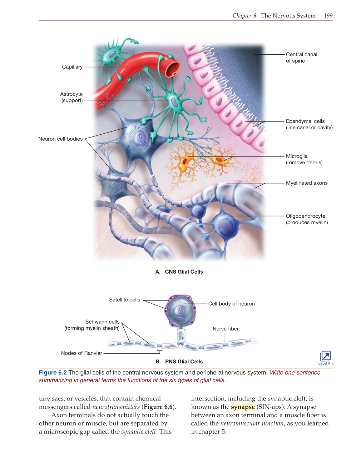 Introduction to Anatomy and Physiology, Online Student Edition page 199