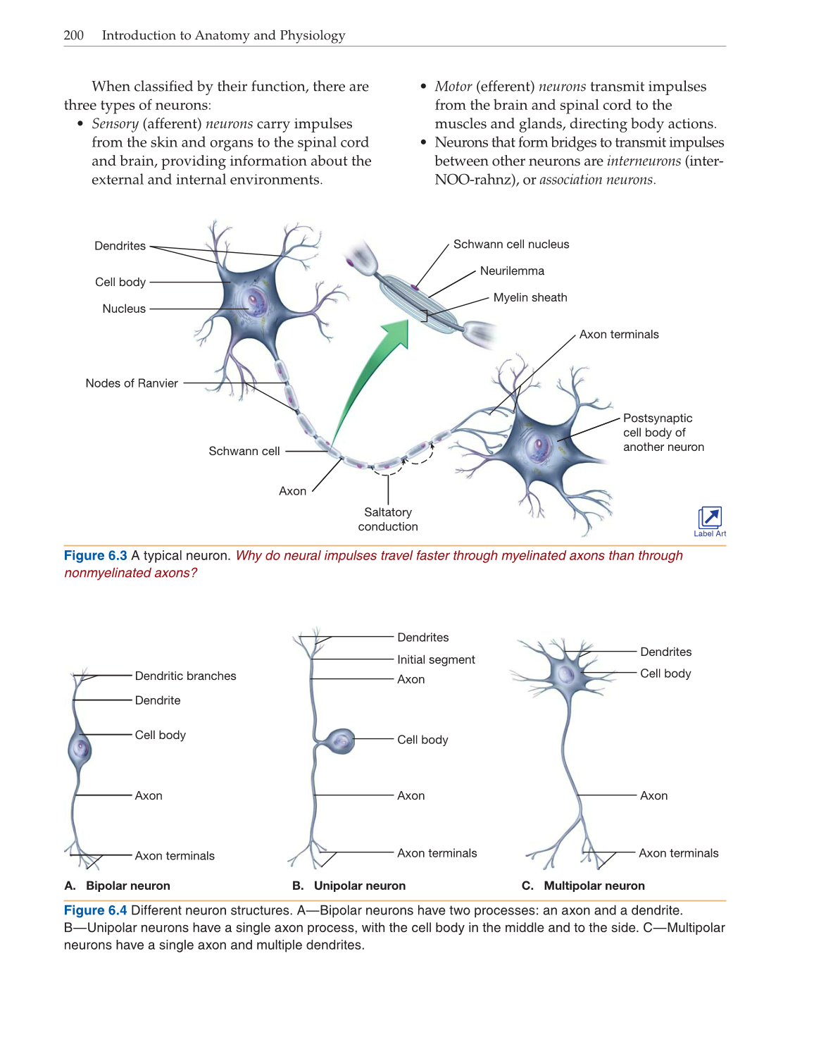Introduction to Anatomy and Physiology, Online Student Edition page 200