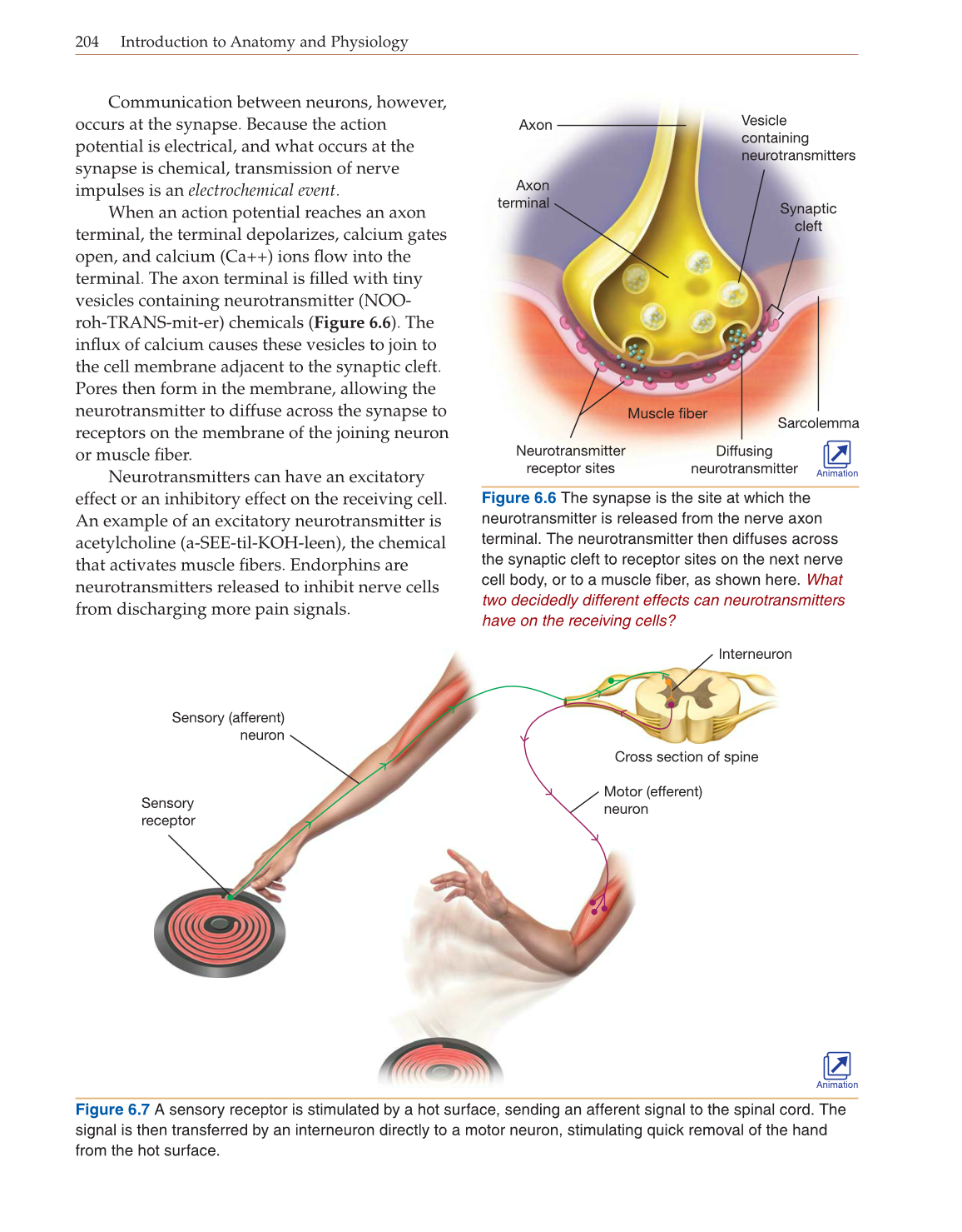 Introduction to Anatomy and Physiology, Online Student Edition page 204