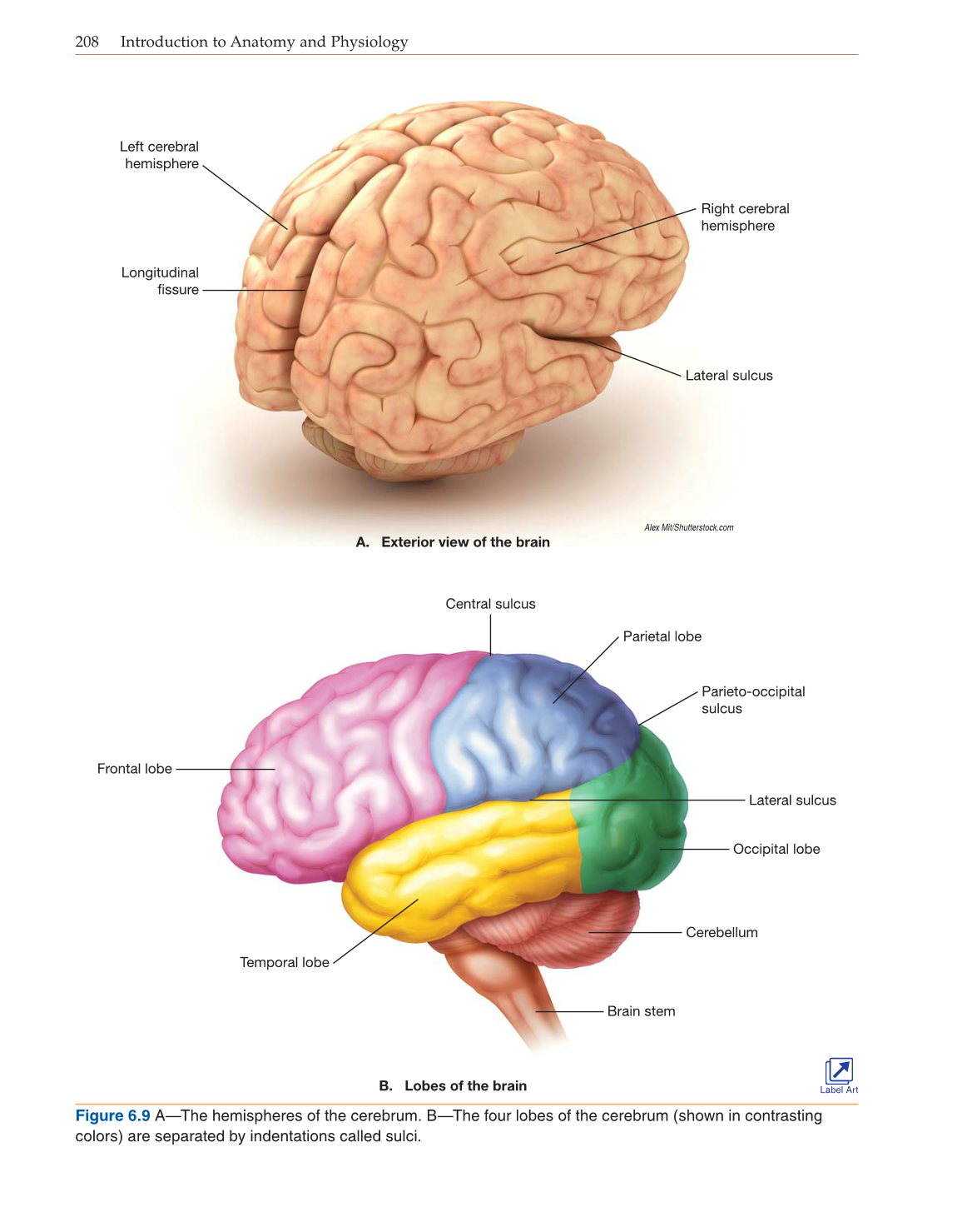 Introduction to Anatomy and Physiology, Online Student Edition page 208
