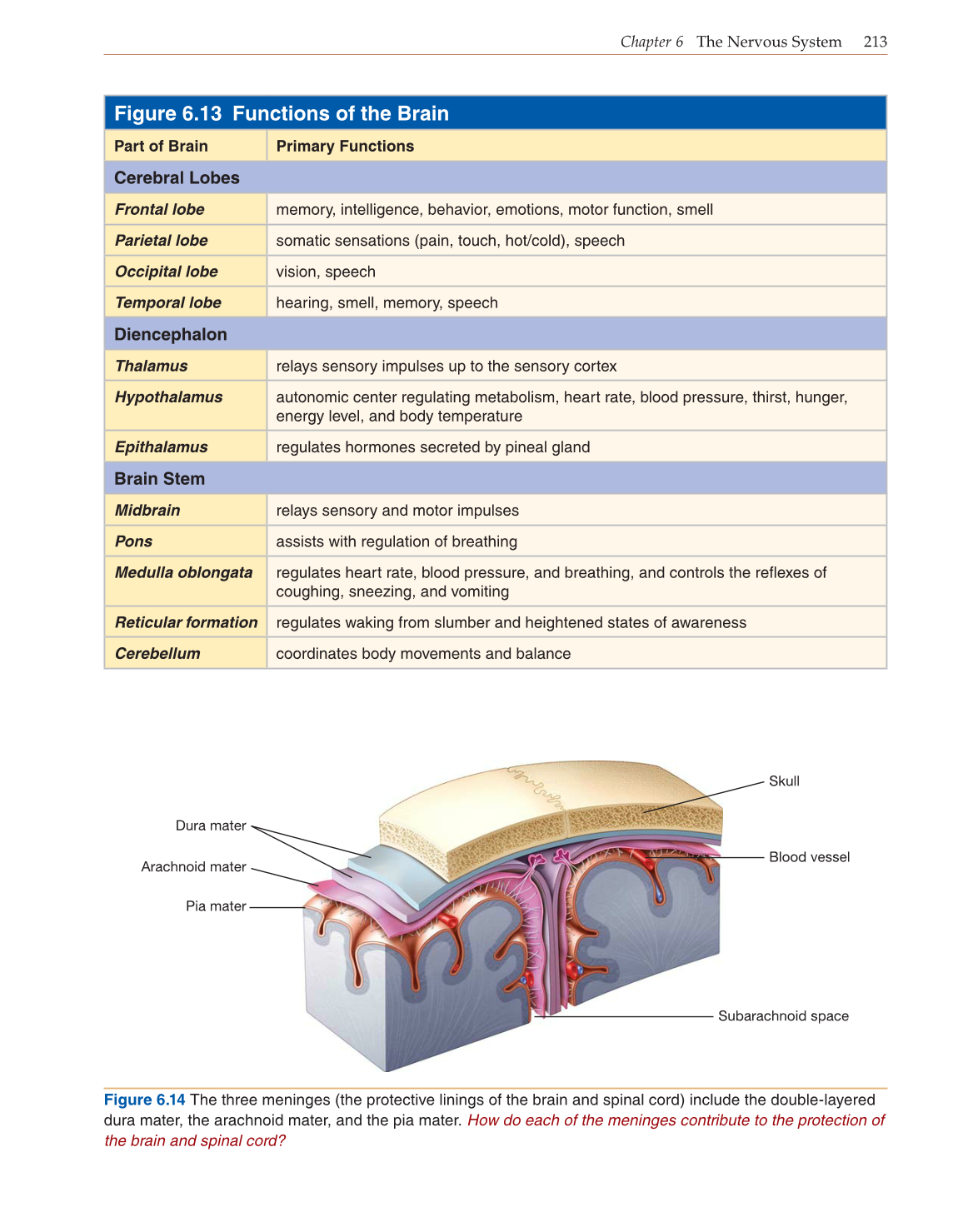 Introduction to Anatomy and Physiology, Online Student Edition page 213
