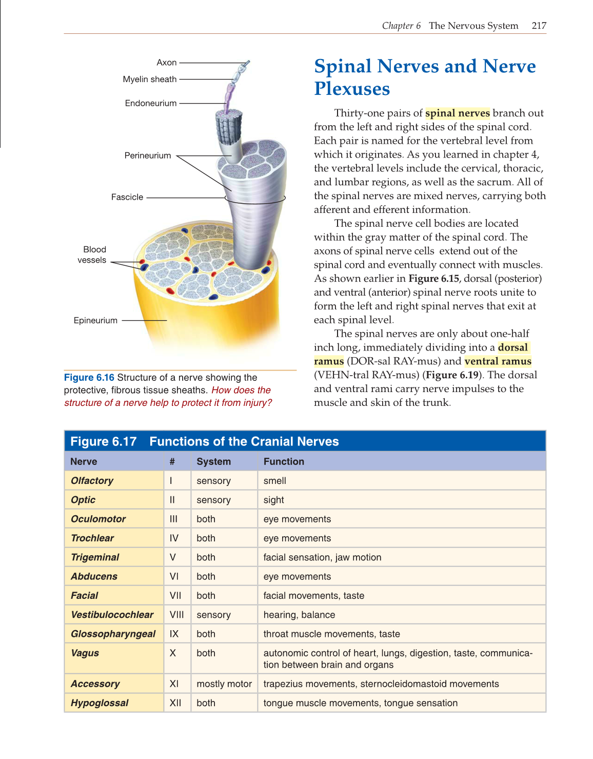 Introduction to Anatomy and Physiology, Online Student Edition page 217