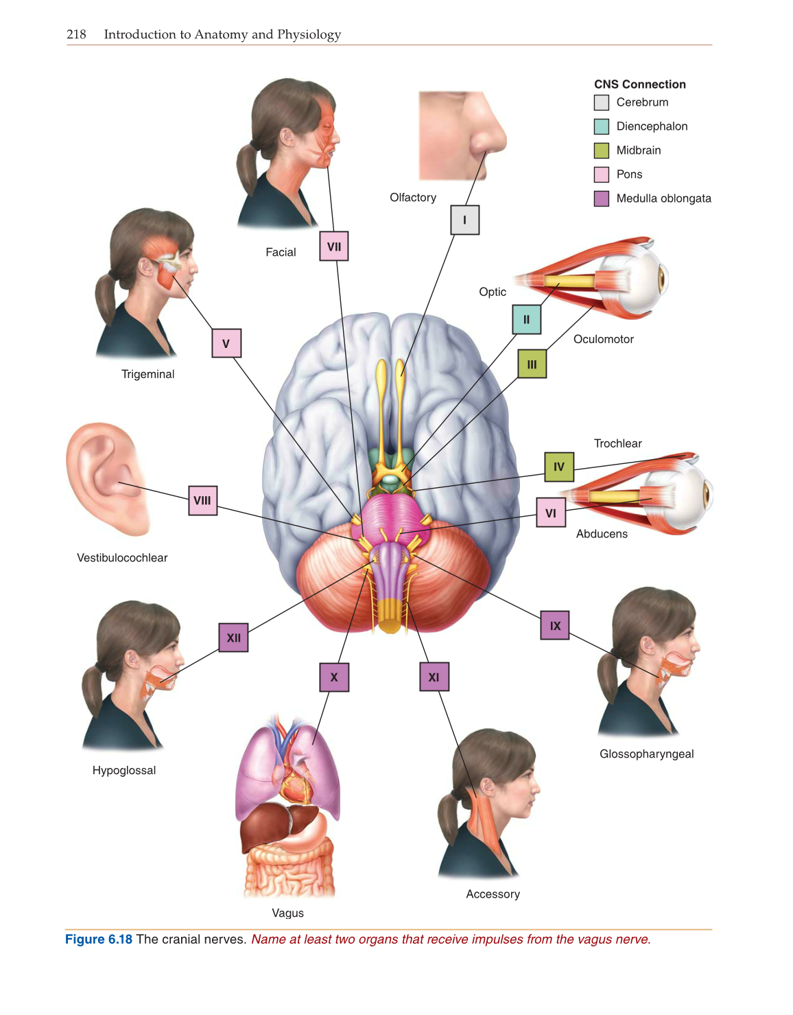 Introduction to Anatomy and Physiology, Online Student Edition page 218