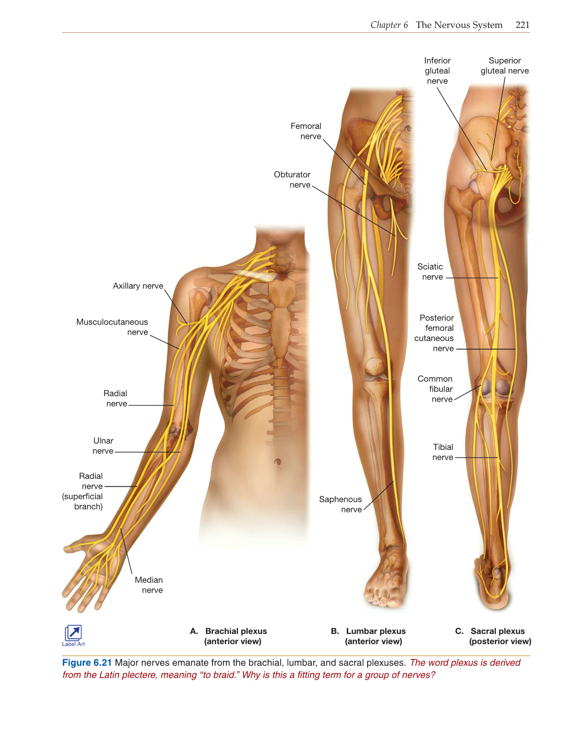 Introduction to Anatomy and Physiology, Online Student Edition page 221