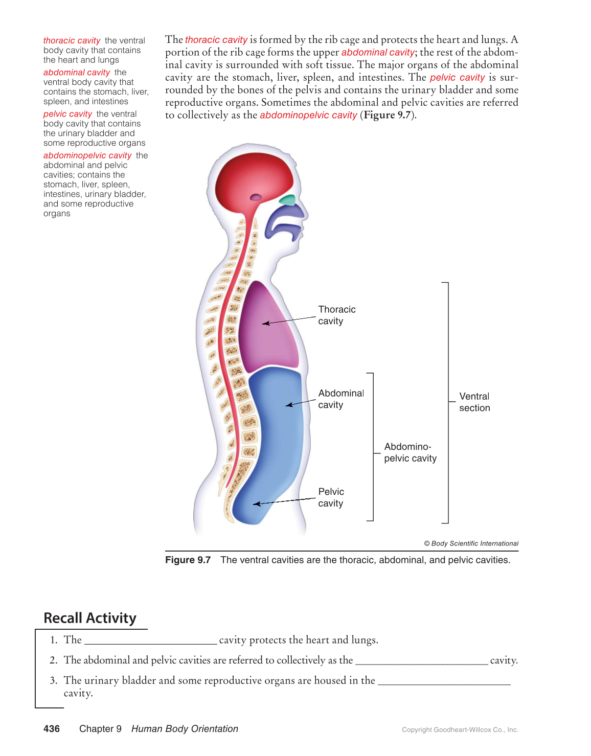 Preparing for A&P: Basic Science and Biology, 1st Edition page 436