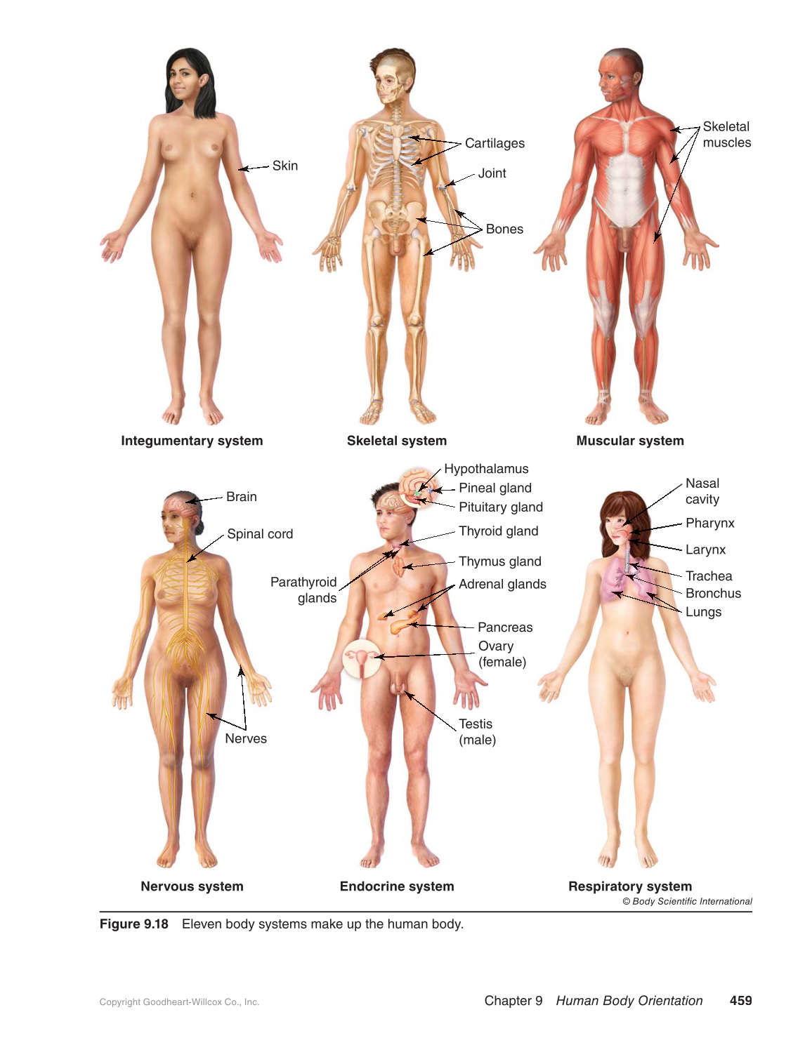 Preparing for A&P: Basic Science and Biology, 1st Edition page 459