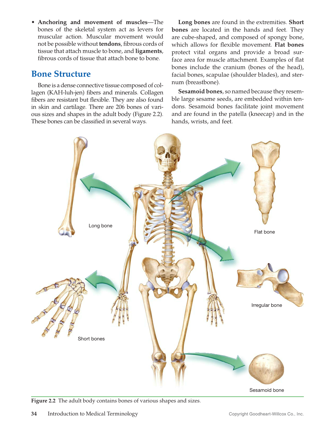 Introduction to Medical Terminology, 1st Edition page 34