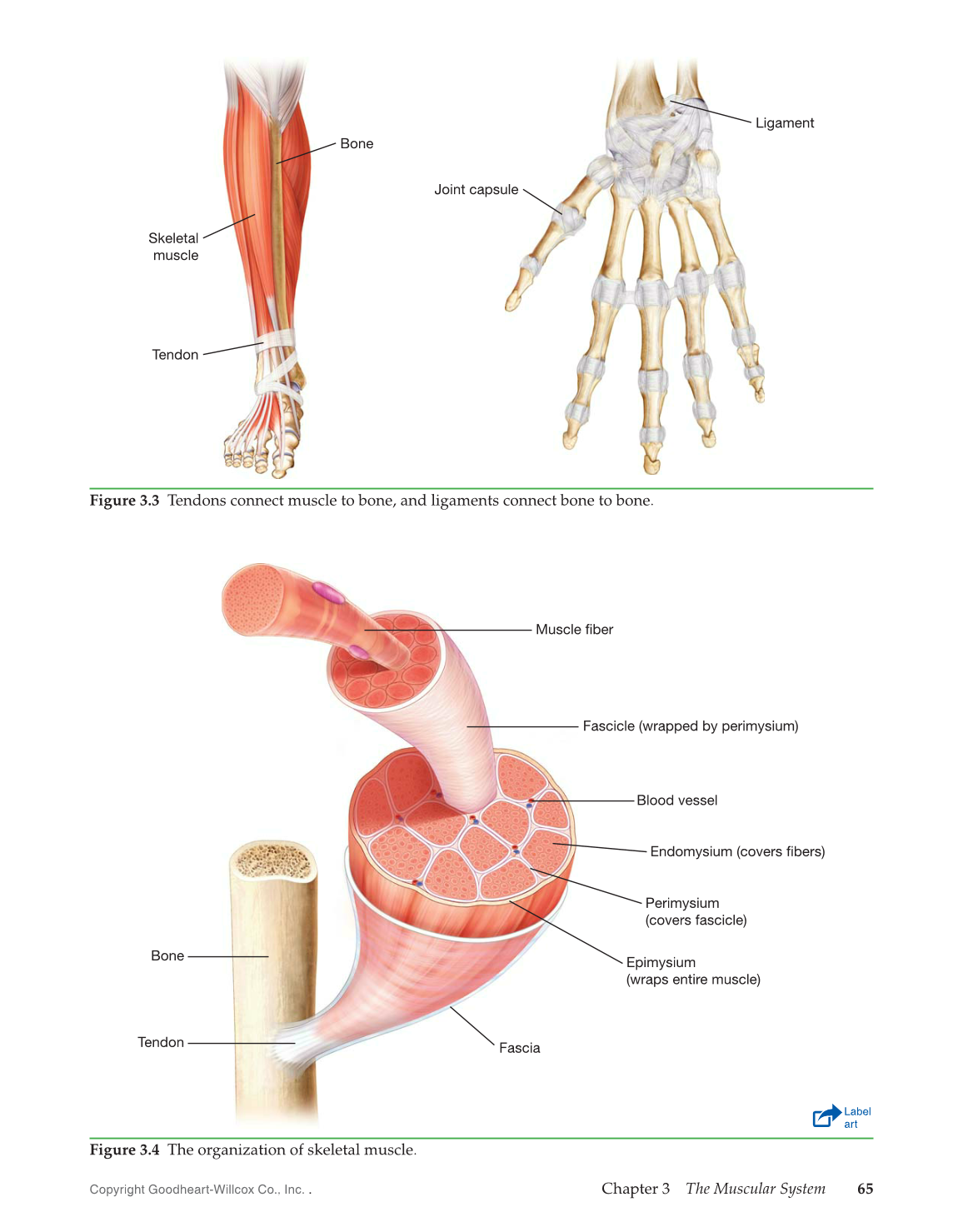 Introduction to Medical Terminology, 1st Edition page 65