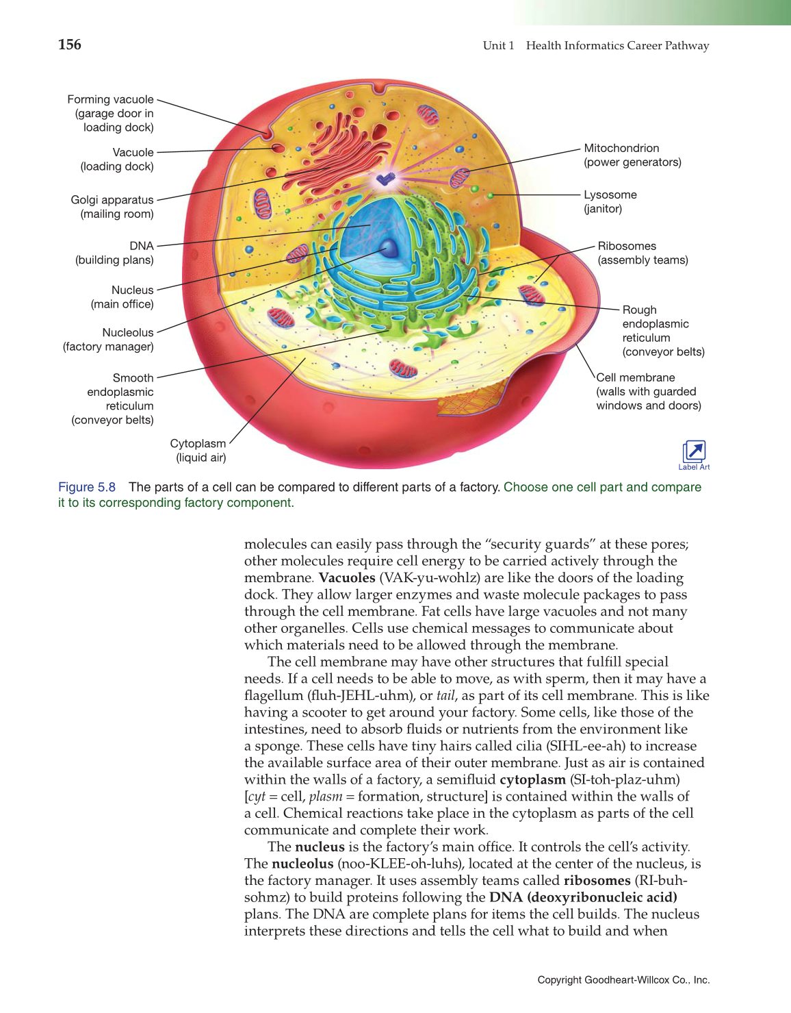 Introduction to Health Science: Pathways to Your Future, 1st Edition page 156