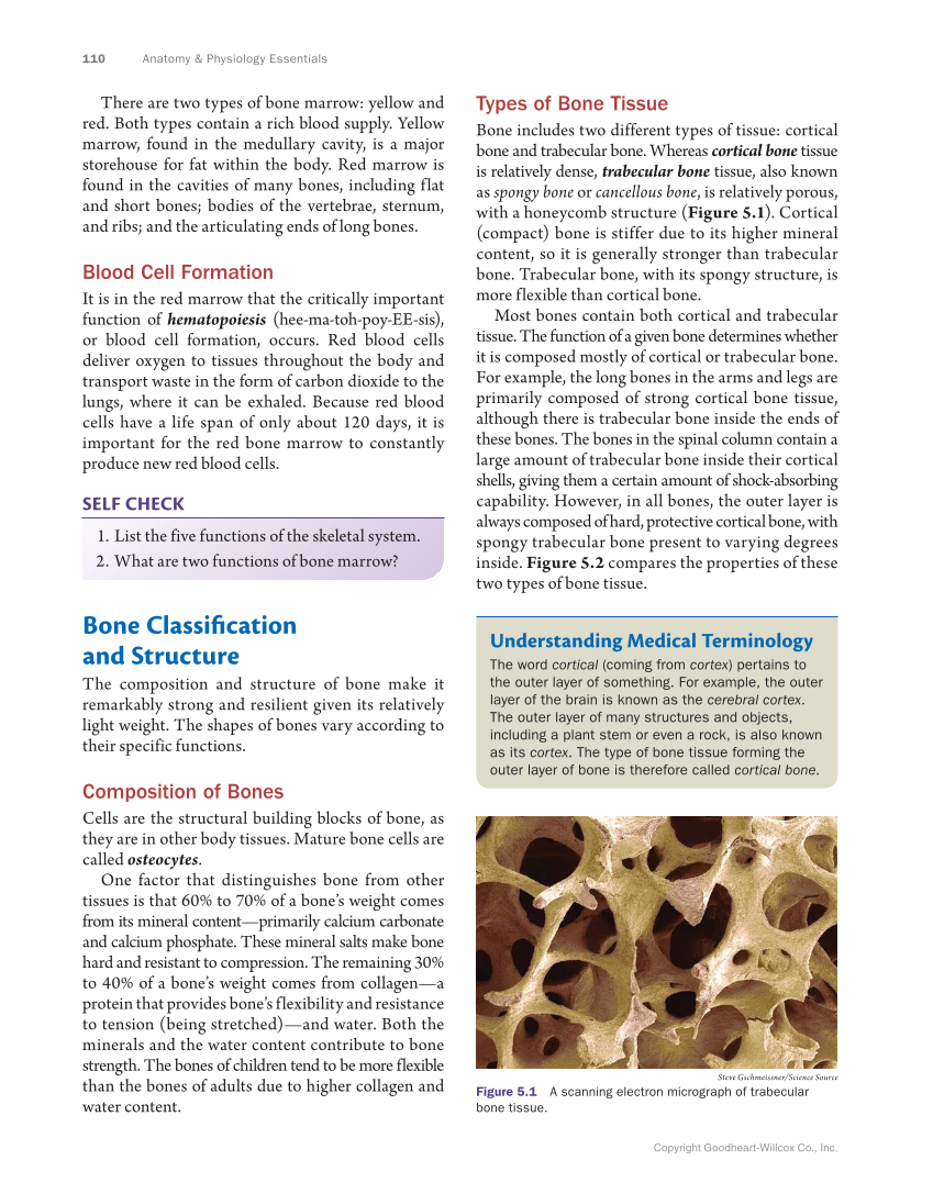 Anatomy & Physiology Essentials, 1st Edition page 110