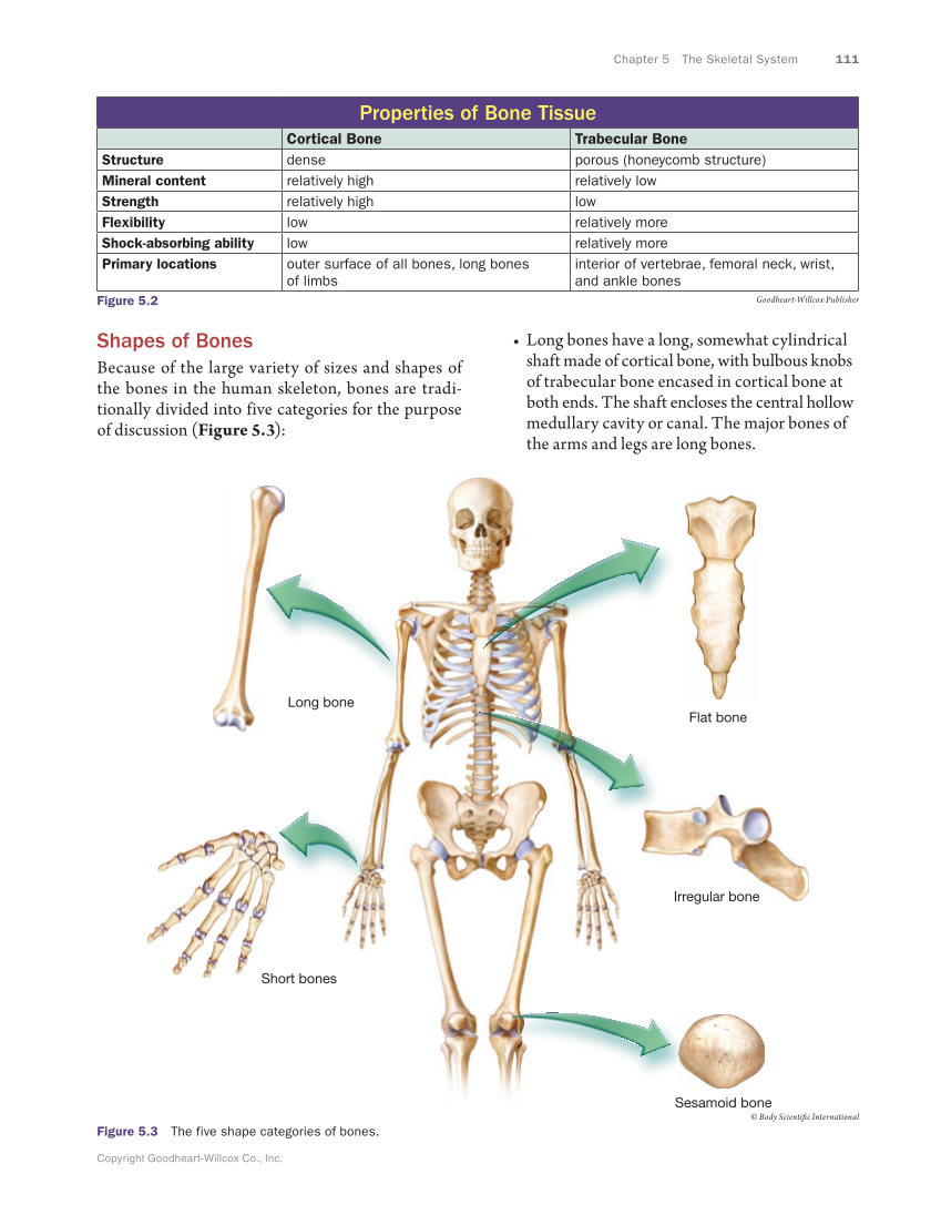 Anatomy & Physiology Essentials, 1st Edition page 111