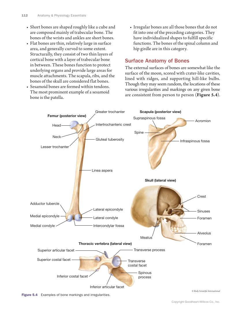 Anatomy & Physiology Essentials, 1st Edition page 112