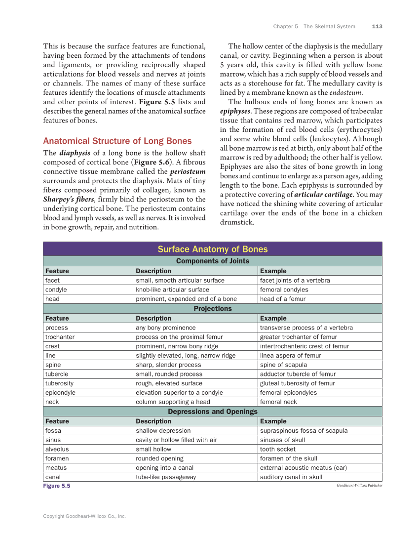 Anatomy & Physiology Essentials, 1st Edition page 113