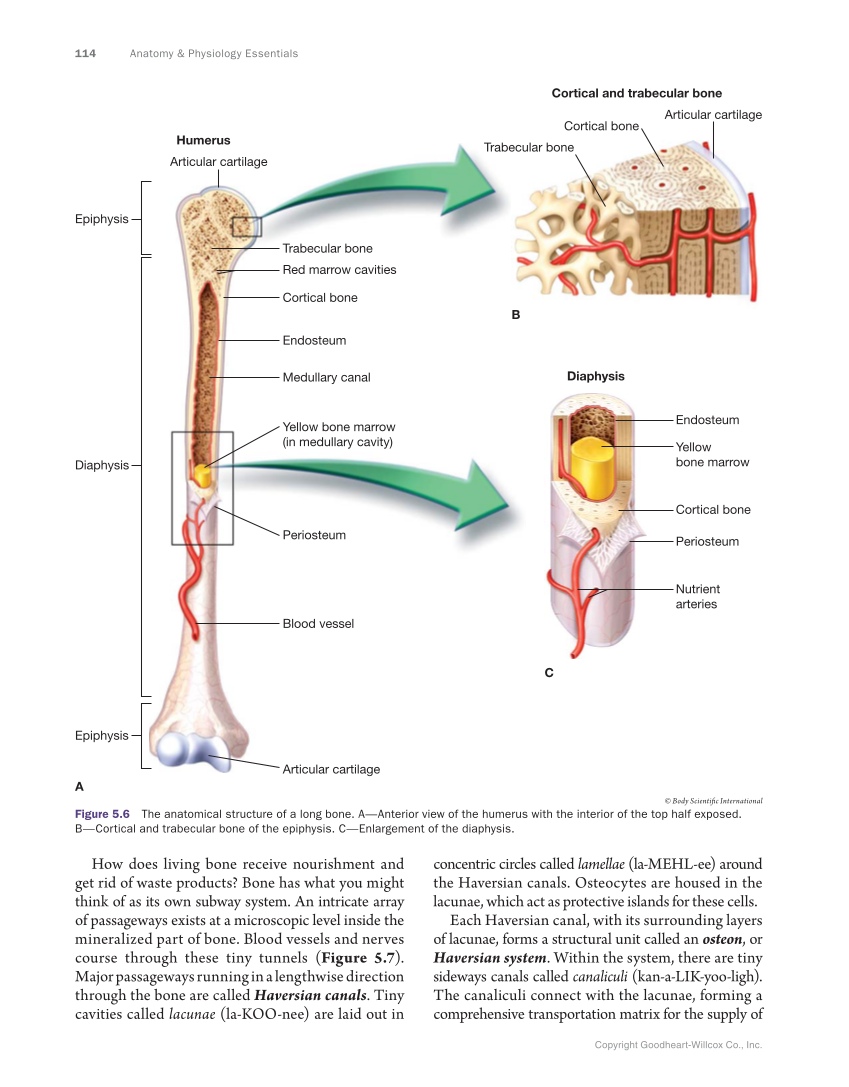 Anatomy & Physiology Essentials, 1st Edition page 114