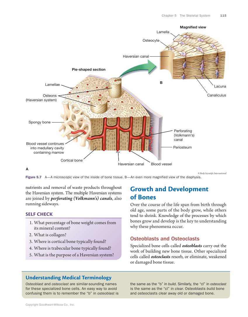 Anatomy & Physiology Essentials, 1st Edition page 115