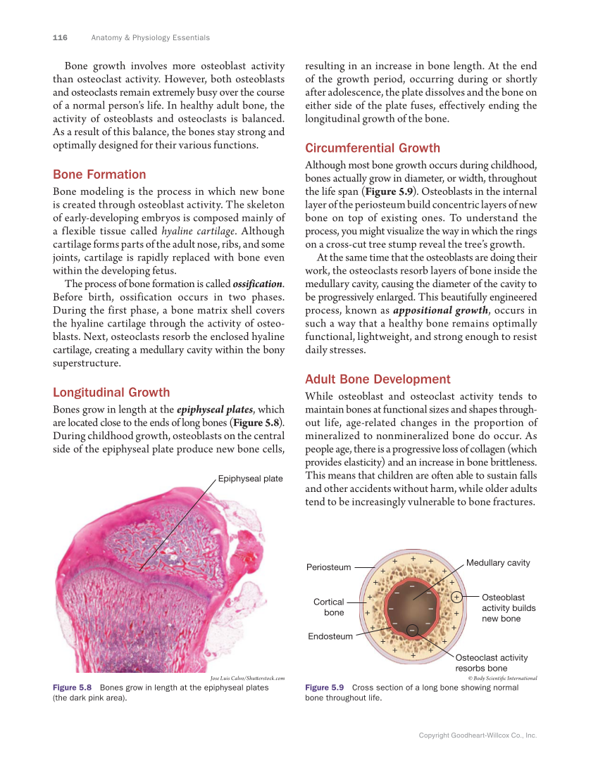 Anatomy & Physiology Essentials, 1st Edition page 116