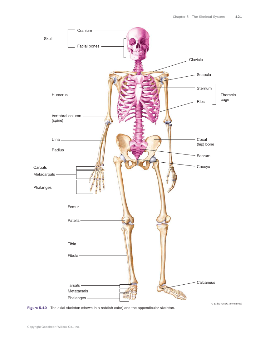 Anatomy & Physiology Essentials, 1st Edition page 121