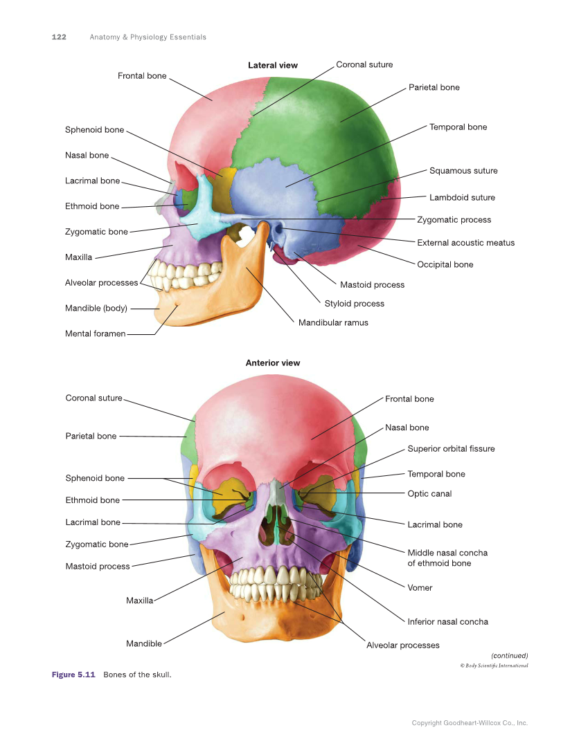 Anatomy & Physiology Essentials, 1st Edition page 122