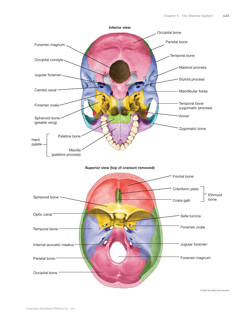Anatomy & Physiology Essentials, 1st Edition page 123