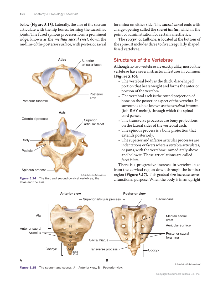 Anatomy & Physiology Essentials, 1st Edition page 126