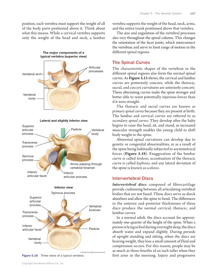 Anatomy & Physiology Essentials, 1st Edition page 127