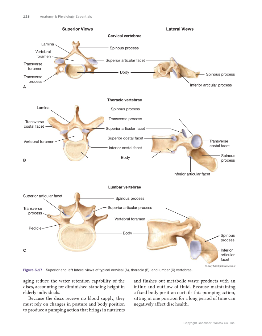 Anatomy & Physiology Essentials, 1st Edition page 128