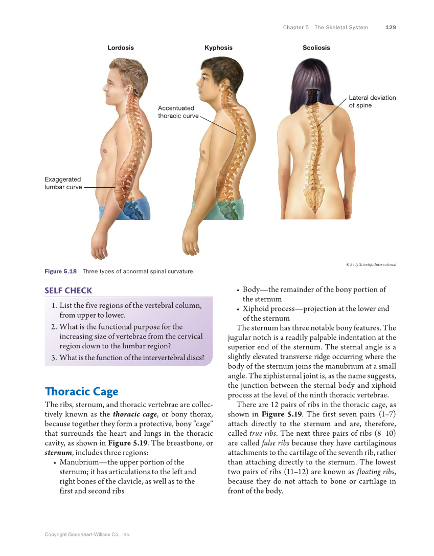 Anatomy & Physiology Essentials, 1st Edition page 129