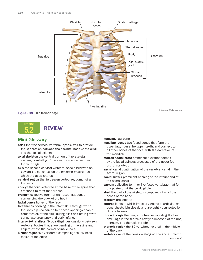 Anatomy & Physiology Essentials, 1st Edition page 130