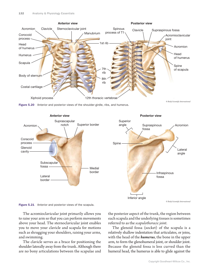 Anatomy & Physiology Essentials, 1st Edition page 132