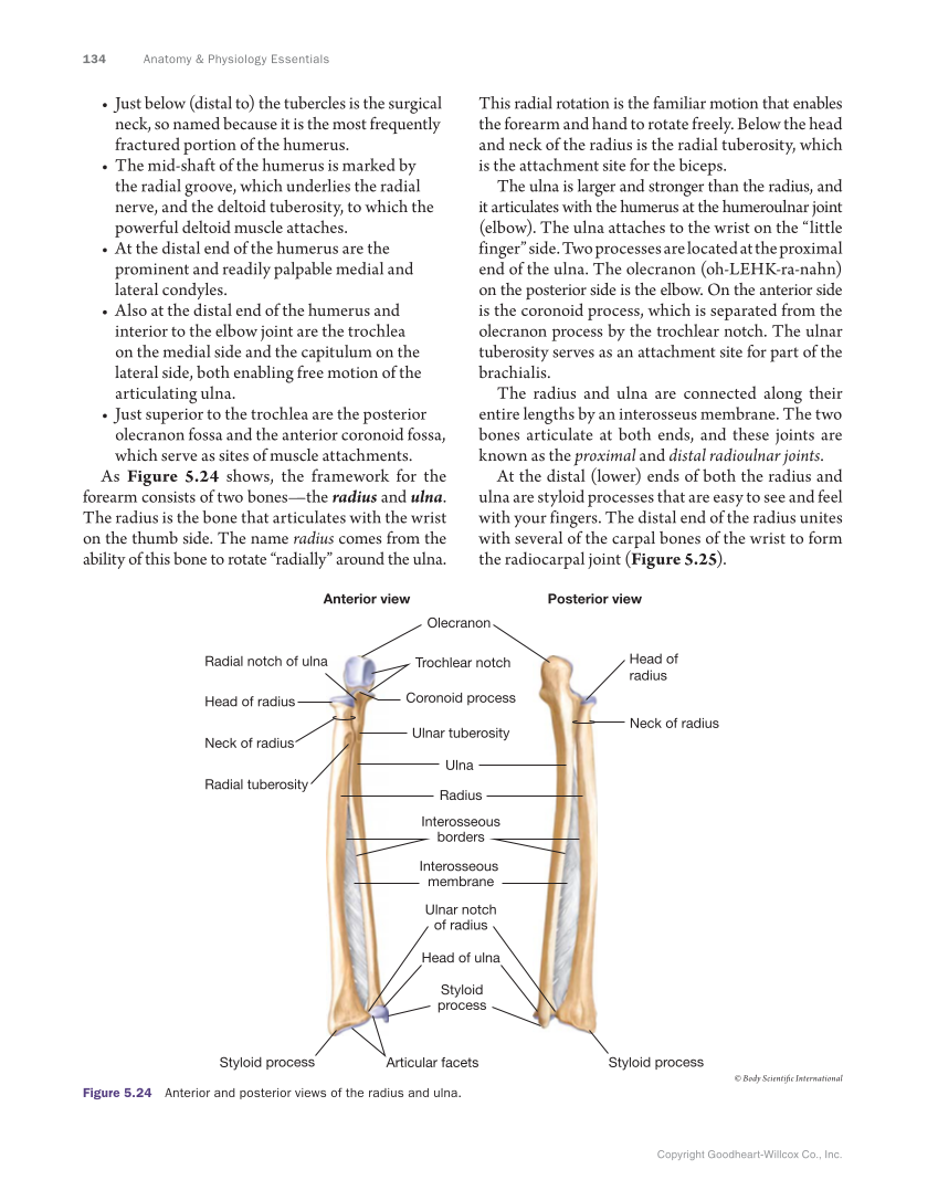 Anatomy & Physiology Essentials, 1st Edition page 134