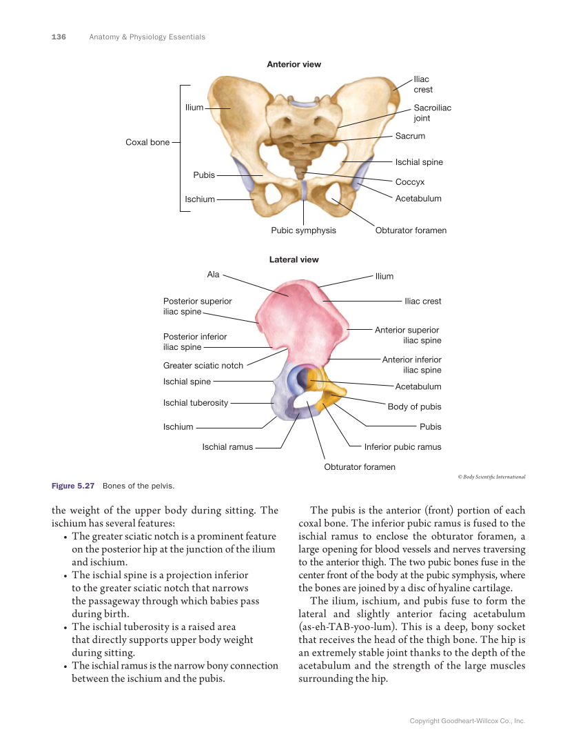 Anatomy & Physiology Essentials, 1st Edition page 136