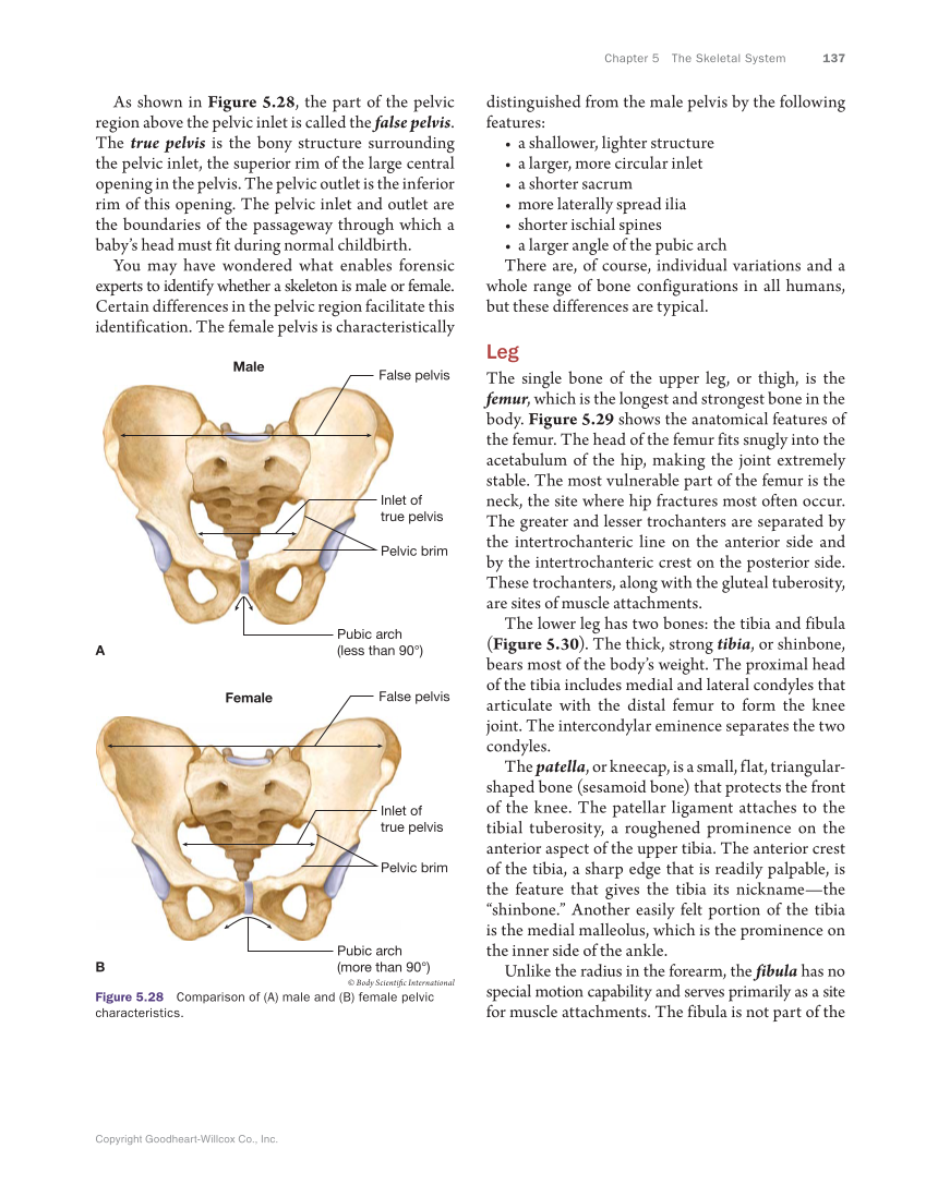 Anatomy & Physiology Essentials, 1st Edition page 137