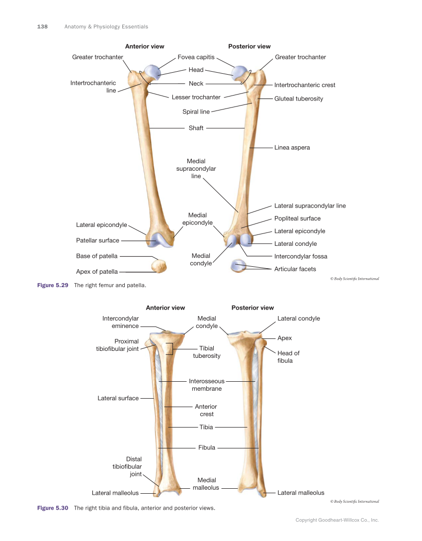 Anatomy & Physiology Essentials, 1st Edition page 138