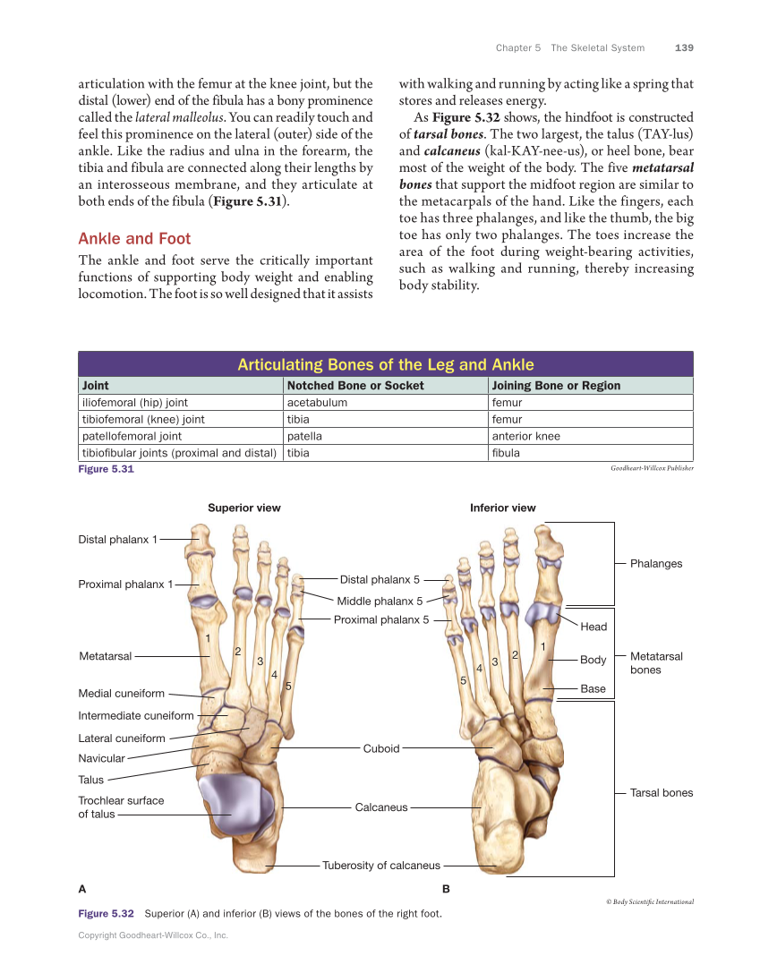 Anatomy & Physiology Essentials, 1st Edition page 139